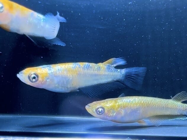 パーシモンコブラ アースアイ ペア MARIMOYAブリード | ペットワールド