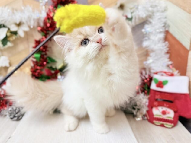 高知県のミヌエット (ワンキャラット アミーゴ高知店/2025年6月14日生まれ/女の子/クリームタビーホワイト)の子猫の3枚目の画像