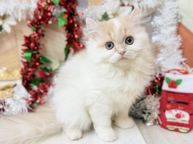 高知県のミヌエット (ワンキャラット アミーゴ高知店/2025年6月14日生まれ/女の子/クリームタビーホワイト)の子猫の2枚目の画像