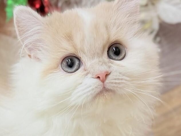 高知県のミヌエット (ワンキャラット アミーゴ高知店/2025年6月14日生まれ/女の子/クリームタビーホワイト)の子猫の1枚目の画像