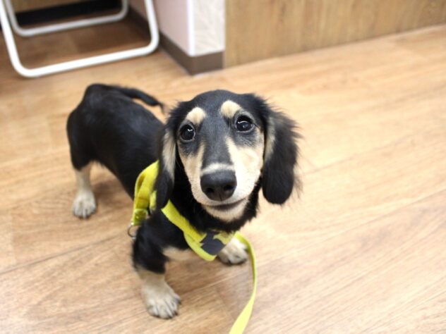 兵庫県のミニチュアダックスフンド(ロング) (ペット・プラザ アミーゴ尼崎昭和通店/2025年6月8日生まれ/男の子/ブラックイエロー)の子犬の4枚目の画像