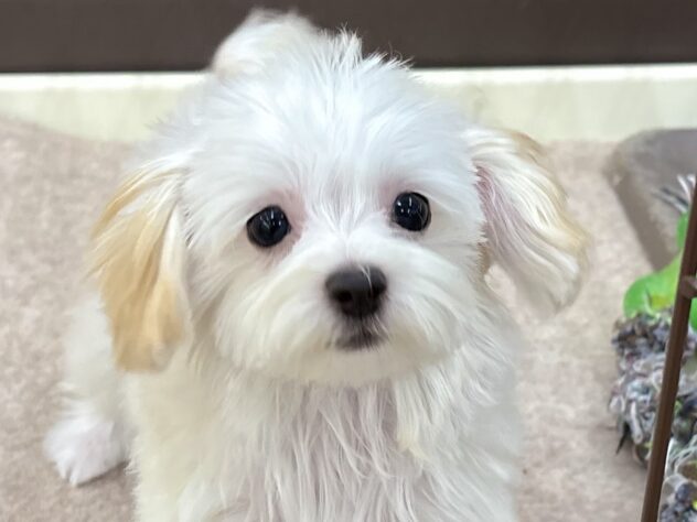 和歌山県のハーフ犬・ミックス犬 (アミーゴ和歌山太田店/2025年6月22日生まれ/女の子/クリーム)の子犬の1枚目の画像