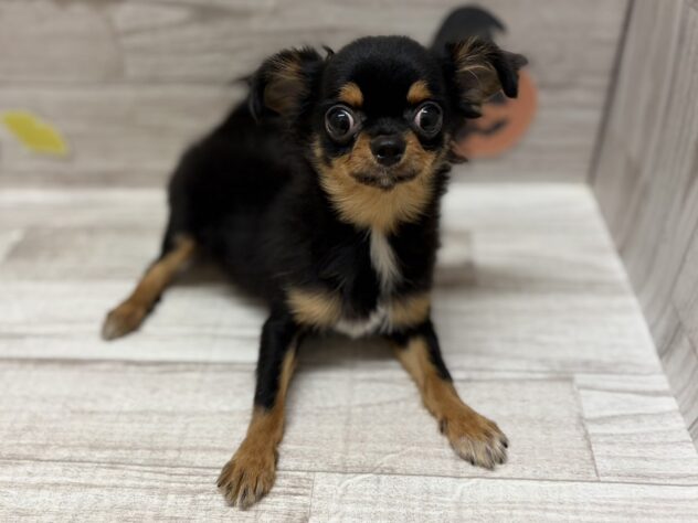 岩手県のチワワ(ロング) (アミーゴ一関店/2025年5月1日生まれ/男の子/ブラックタン)の子犬