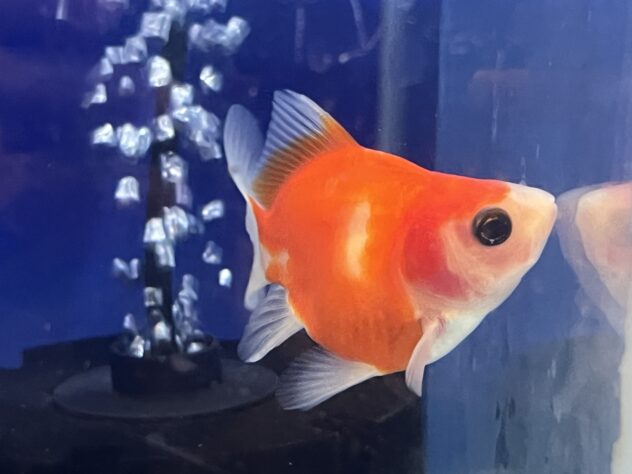 桜福ダルマ金魚 | ペットワールド アミーゴ