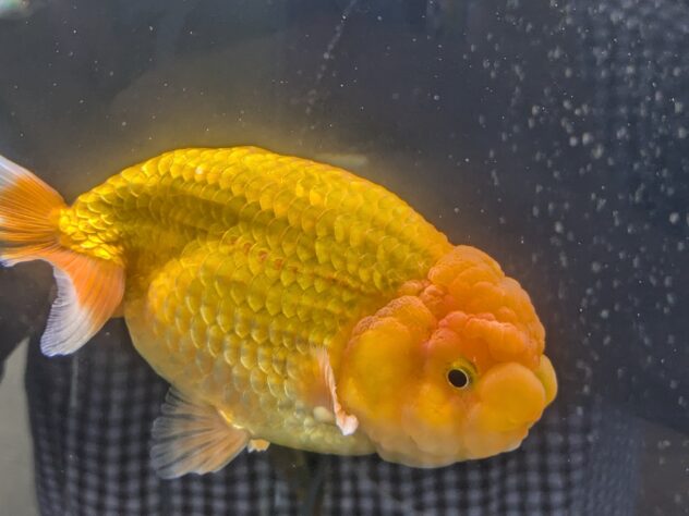 らんちゅう他 らんちゅう 特大