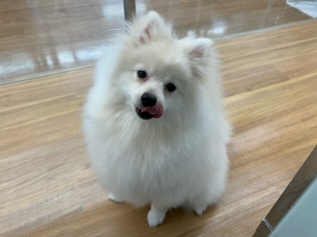 新潟県のポメラニアン (アミーゴ紫竹山店/2025年6月3日生まれ/男の子/クリーム)の子犬の1枚目の画像