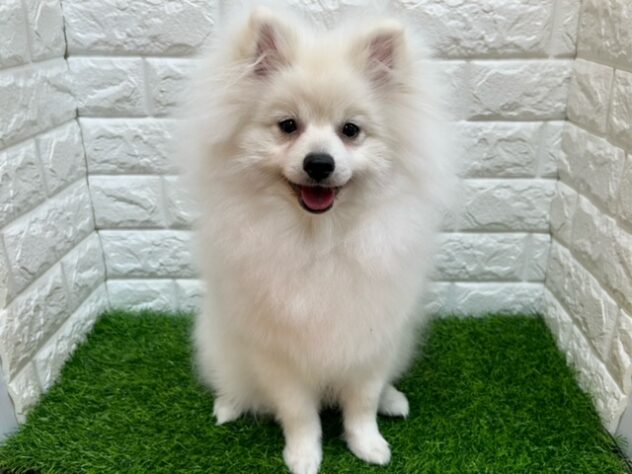 新潟県のポメラニアン (アミーゴ紫竹山店/2025年6月3日生まれ/男の子/クリーム)の子犬の1枚目の画像