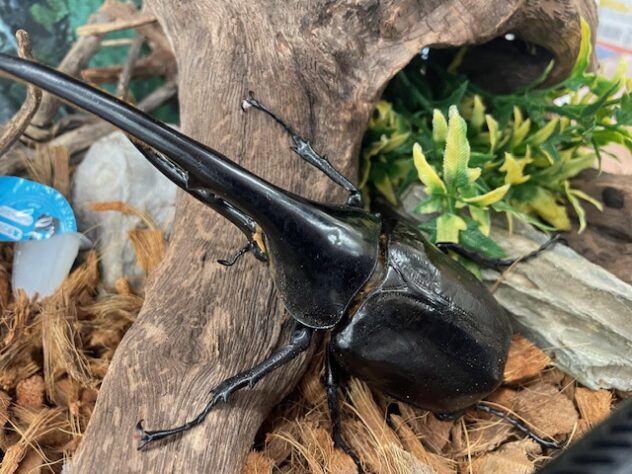 Amazonico150㎜ヘラクレスヘラクレス【ペア、単品どちらも可能】