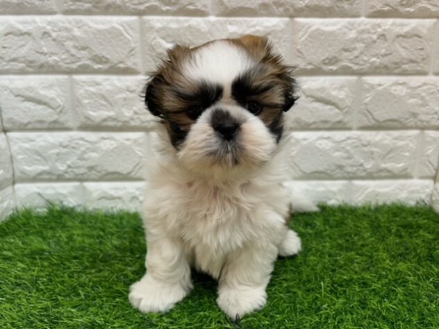 新潟県のシーズー (アミーゴ紫竹山店/2025年11月24日生まれ/女の子/ホワイトゴールド)の子犬