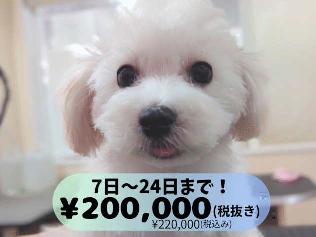 岡山県のハーフ犬・ミックス犬 (アミーゴ中庄店/2025年6月22日生まれ/女の子/クリーム)の子犬の1枚目の画像