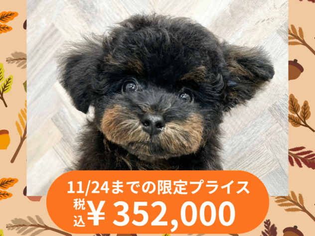 岡山県のトイプードル(トイ) (アミーゴ水島店/2025年6月16日生まれ/女の子/ブラックタン)の子犬の1枚目の画像