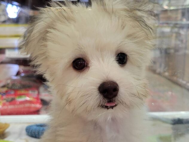 福島県のハーフ犬・ミックス犬 (アミーゴ須賀川店/2025年7月7日生まれ/男の子/02 レッド系)の子犬