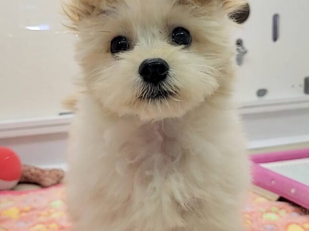 福島県のハーフ犬・ミックス犬 (アミーゴ須賀川店/2025年6月27日生まれ/男の子/クリーム)の子犬の1枚目の画像