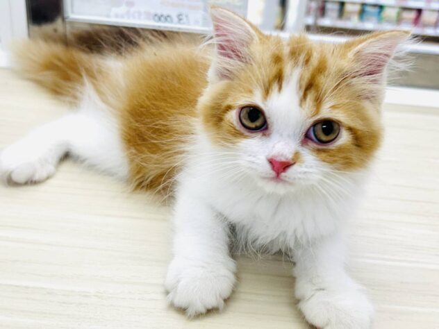 岡山県のスコティッシュフォールド (アミーゴ水島店/2025年7月1日生まれ/男の子/レッドタビーホワイト)の子猫の1枚目の画像