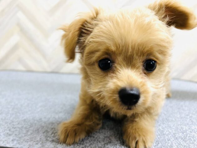 岡山県のハーフ犬・ミックス犬 (アミーゴ水島店/2025年7月25日生まれ/女の子/アプリコット)の子犬の3枚目の画像