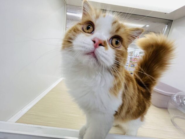 岡山県のスコティッシュフォールド (アミーゴ水島店/2025年7月1日生まれ/男の子/レッドタビーホワイト)の子猫の3枚目の画像