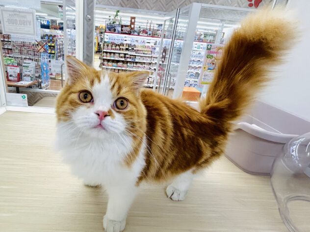 岡山県のスコティッシュフォールド (アミーゴ水島店/2025年7月1日生まれ/男の子/レッドタビーホワイト)の子猫の4枚目の画像