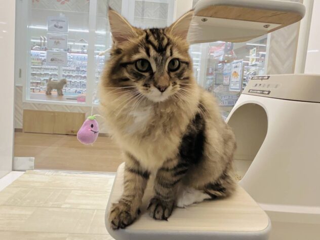 岡山県のサイベリアン (アミーゴ水島店/2025年6月29日生まれ/女の子/ブラウンマッカレルタビーホワイト)の子猫の3枚目の画像