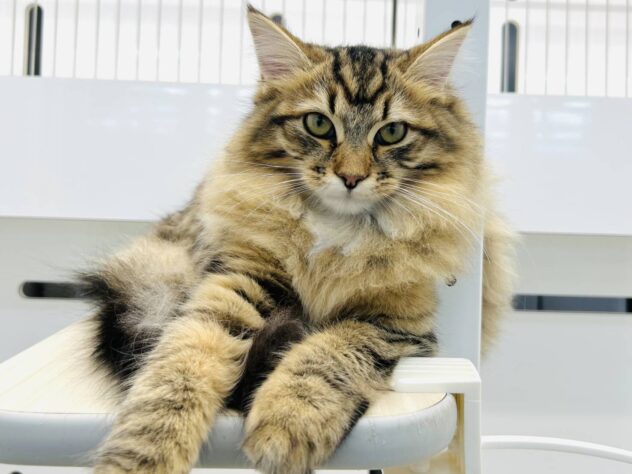 岡山県のサイベリアン (アミーゴ水島店/2025年6月29日生まれ/女の子/ブラウンマッカレルタビーホワイト)の子猫の2枚目の画像