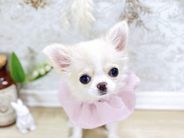 192103 チワワ | ペットワールド アミーゴ