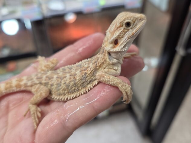 フトアゴ オレンジハイポブルーバー | ペットワールド アミーゴ