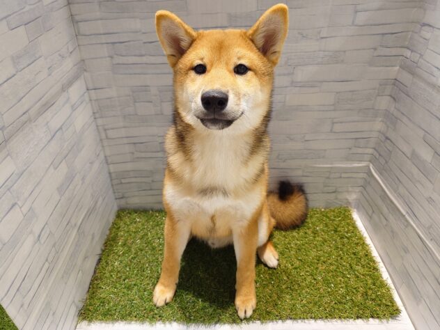 新潟県の柴犬(標準サイズ) (アミーゴ新発田店/2025年7月22日生まれ/男の子/赤)の子犬の1枚目の画像