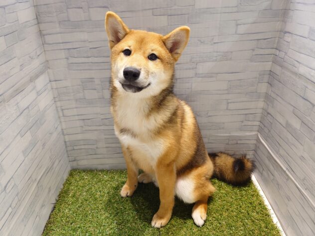 新潟県の柴犬(標準サイズ) (アミーゴ新発田店/2025年7月22日生まれ/男の子/赤)の子犬の2枚目の画像