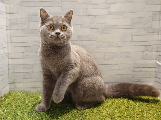 新潟県のブリティッシュショートヘアー (アミーゴ新発田店/2025年7月11日生まれ/女の子/ブルー)の子猫の2枚目の画像