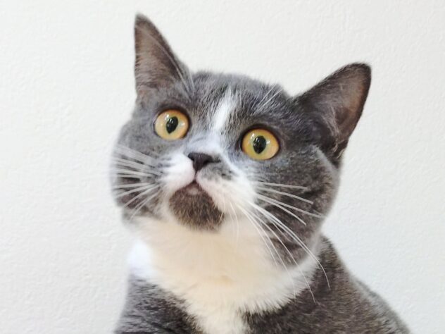 山形県のブリティッシュショートヘアー (アミーゴ米沢店/2025年7月11日生まれ/女の子/ブルーホワイト)の子猫の1枚目の画像