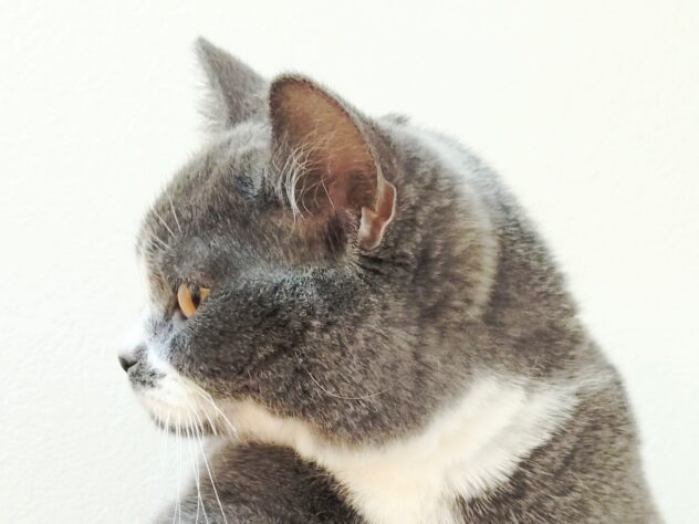 山形県のブリティッシュショートヘアー (アミーゴ米沢店/2025年7月11日生まれ/女の子/ブルーホワイト)の子猫の2枚目の画像