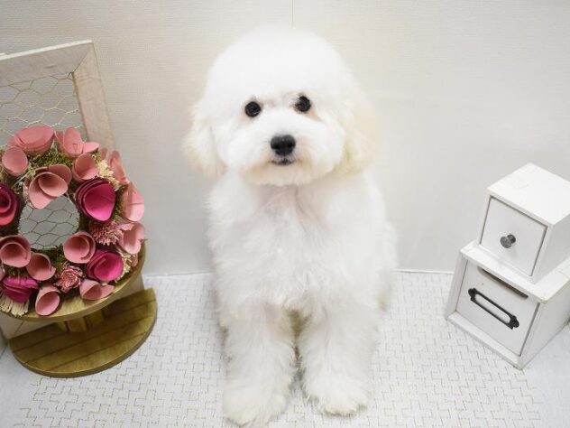 大阪府のトイプードル(トイ) (ペット・プラザ アミーゴ豊中服部店/2025年6月27日生まれ/男の子/ホワイト)の子犬の1枚目の画像