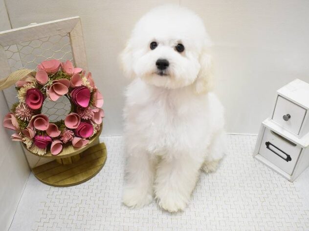 大阪府のトイプードル(トイ) (ペット・プラザ アミーゴ豊中服部店/2025年6月27日生まれ/男の子/ホワイト)の子犬の2枚目の画像