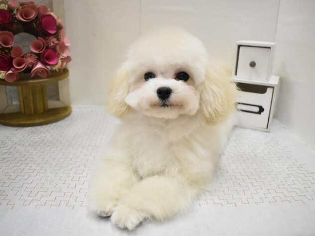 大阪府のトイプードル(トイ) (ペット・プラザ アミーゴ豊中服部店/2025年7月17日生まれ/男の子/クリーム)の子犬の1枚目の画像