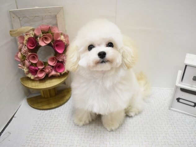 大阪府のトイプードル(トイ) (ペット・プラザ アミーゴ豊中服部店/2025年7月17日生まれ/男の子/クリーム)の子犬の2枚目の画像