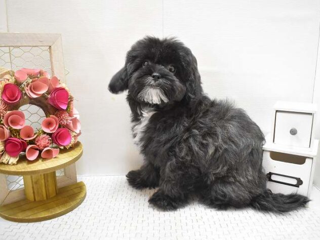 大阪府のプーズー/プーシーズ(プードル×シーズー) (ペット・プラザ アミーゴ豊中服部店/2025年7月17日生まれ/女の子/ブラックホワイト)の子犬の1枚目の画像