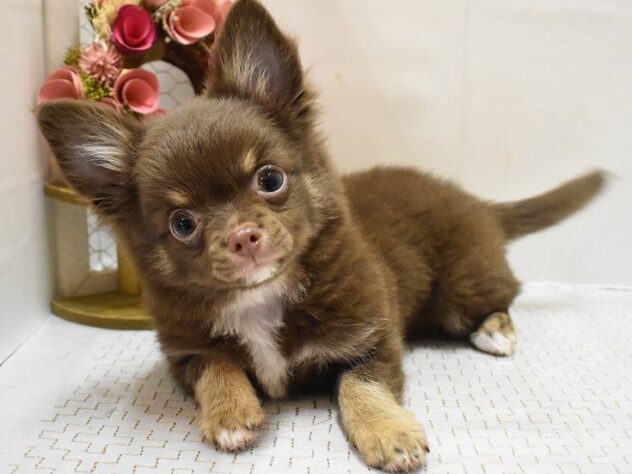 大阪府のチワワ(ロング) (ペット・プラザ アミーゴ豊中服部店/2025年7月23日生まれ/男の子/チョコレートタン)の子犬の2枚目の画像