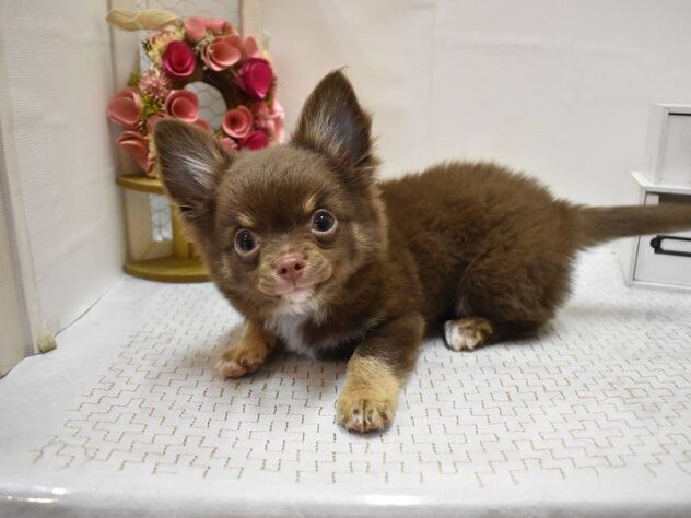 大阪府のチワワ(ロング) (ペット・プラザ アミーゴ豊中服部店/2025年7月23日生まれ/男の子/チョコレートタン)の子犬の3枚目の画像