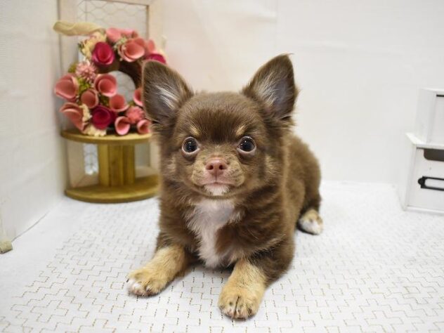 大阪府のチワワ(ロング) (ペット・プラザ アミーゴ豊中服部店/2025年7月23日生まれ/男の子/チョコレートタン)の子犬の4枚目の画像