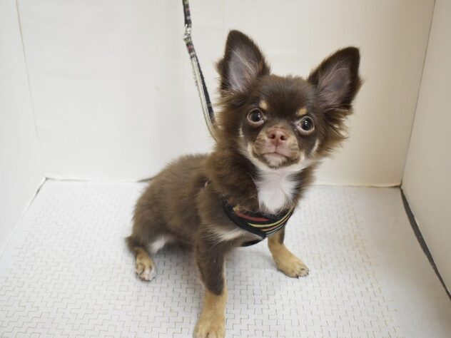 大阪府のチワワ(ロング) (ペット・プラザ アミーゴ豊中服部店/2025年7月23日生まれ/男の子/チョコレートタン)の子犬の1枚目の画像