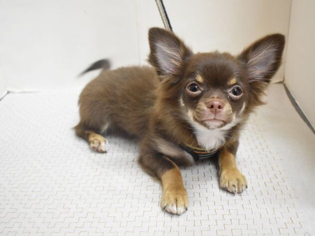 大阪府のチワワ(ロング) (ペット・プラザ アミーゴ豊中服部店/2025年7月23日生まれ/男の子/チョコレートタン)の子犬の3枚目の画像