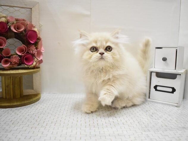 大阪府のエキゾチック (ペット・プラザ アミーゴ豊中服部店/2025年7月27日生まれ/男の子/クリームタビー)の子猫の2枚目の画像