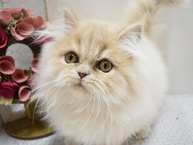 大阪府のエキゾチック (ペット・プラザ アミーゴ豊中服部店/2025年7月27日生まれ/男の子/クリームタビー)の子猫の1枚目の画像