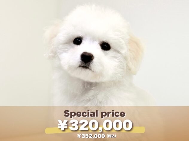 岡山県のビションフリーゼ (アミーゴ大安寺店/2025年1月10日生まれ/女の子/ホワイト)の子犬の1枚目の画像