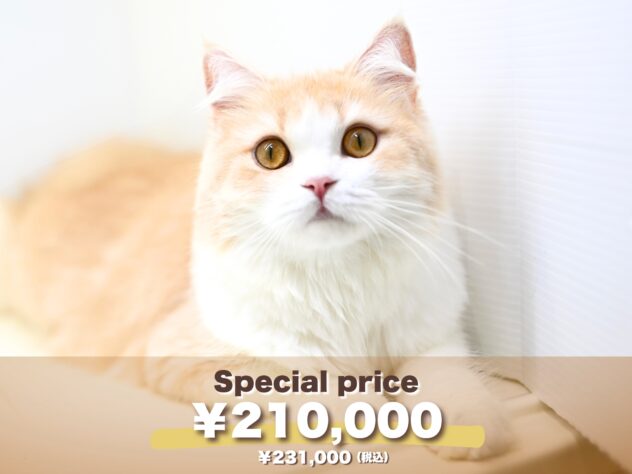 岡山県のスコティッシュフォールド (アミーゴ大安寺店/2024年12月1日生まれ/女の子/クリームタビーホワイト)の子猫の1枚目の画像