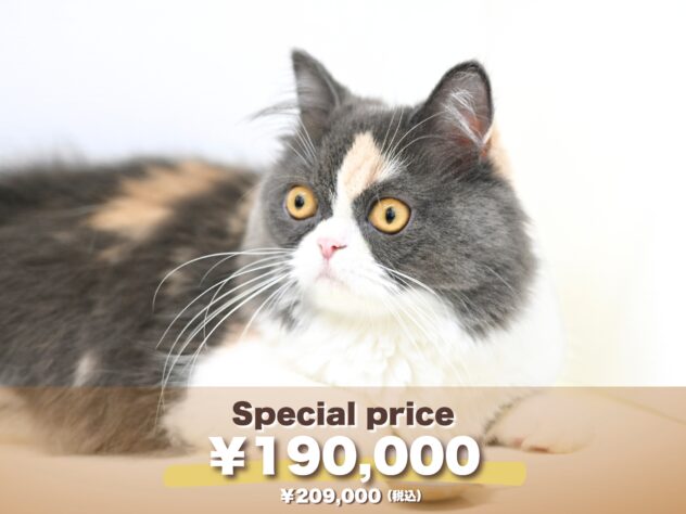 岡山県のスコティッシュフォールド (アミーゴ大安寺店/2024年11月20日生まれ/女の子/ブルーパッチドタビーホワイト)の子猫の1枚目の画像