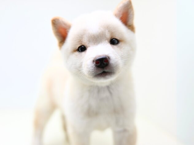 岡山県の豆柴 (アミーゴ大安寺店/2025年7月28日生まれ/男の子/白)の子犬の1枚目の画像