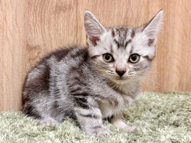 広島県のアメリカンショートヘアー (アミーゴ広島商工センター店/2025年7月5日生まれ/男の子/シルバータビー)の子猫の2枚目の画像