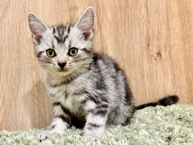 広島県のアメリカンショートヘアー (アミーゴ広島商工センター店/2025年7月5日生まれ/男の子/シルバータビー)の子猫の1枚目の画像