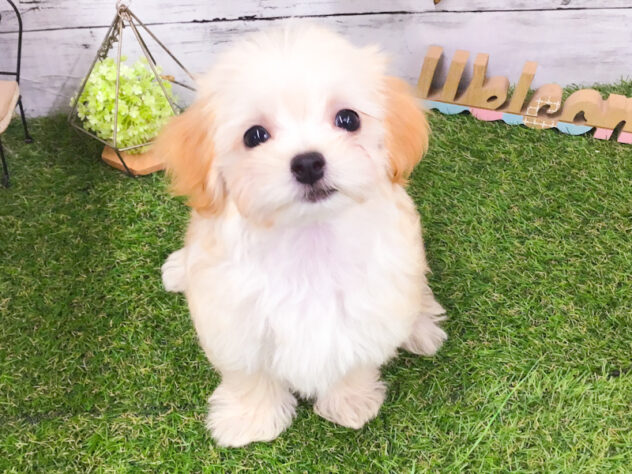 2025年6月28日生まれのハーフ犬・ミックス犬の5枚目の写真