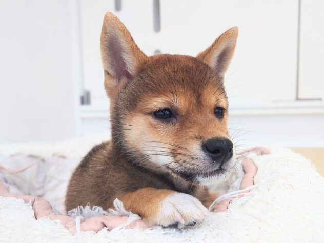 岡山県の豆柴 (アミーゴ中庄店/2025年7月31日生まれ/男の子/赤)の子犬の4枚目の画像